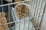Стационар для кошек: каждый день спасаем чью-то жизнь