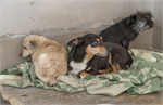 Группа собак после стерилизации, ожидающих выпуска в среду обитания